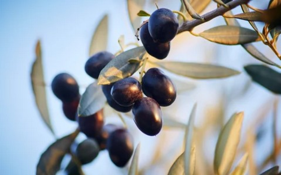 Lo stress idrico estivo non influenza il contenuto in olio dell’oliva