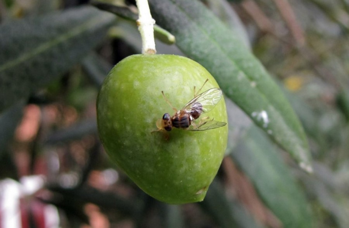 Anche col caldo, attenzione alla mosca delle olive negli oliveti irrigui