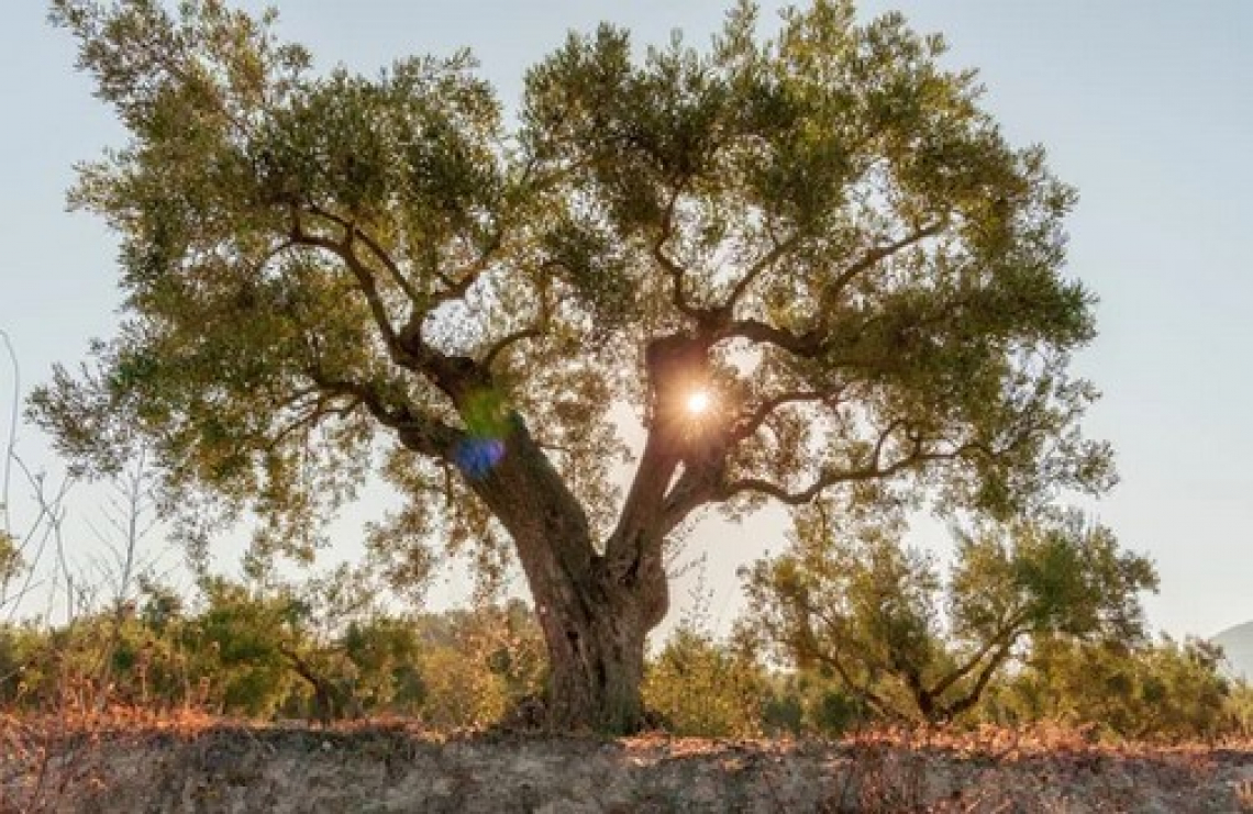 In Puglia nascono le strade dell’olio extravergine di oliva
