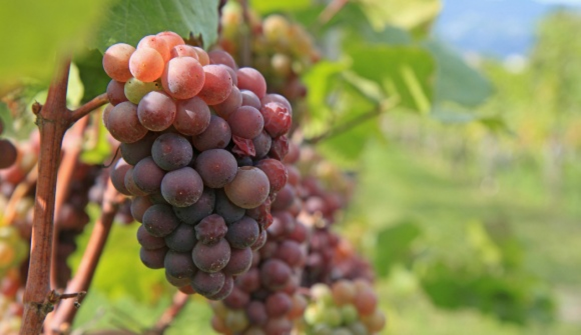 Vendemmia in Veneto: siccità, caldo e flavescenza dorata rovinano i piani
