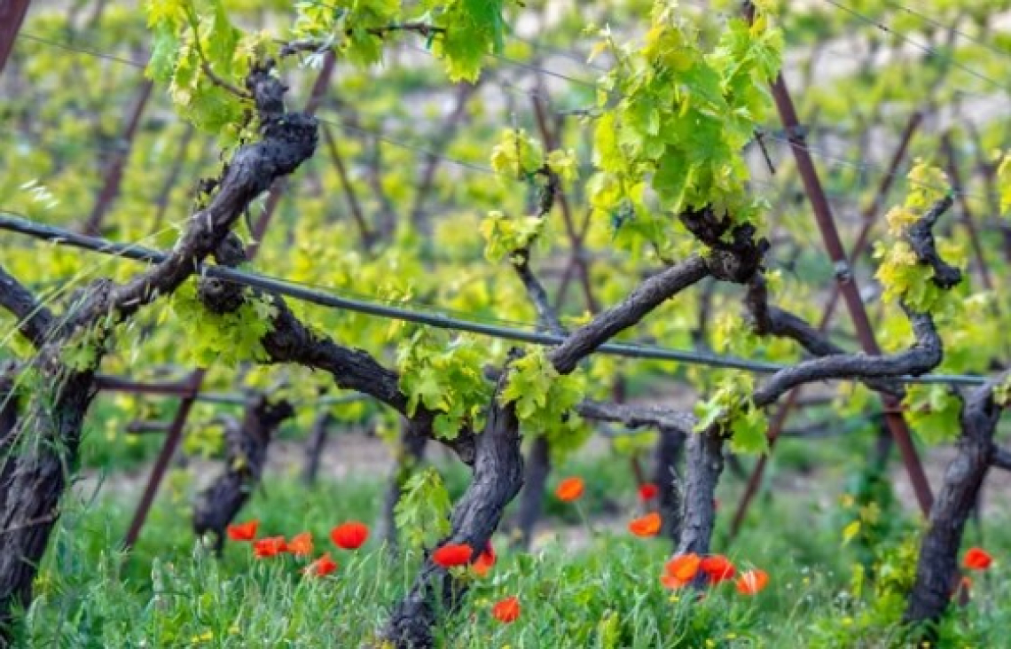 Produttività e risparmio idrico: per la viticoltura del futuro i portainnesti M