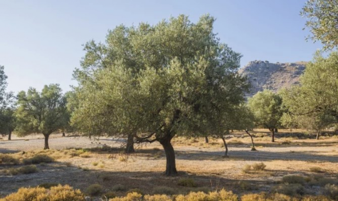 Usare gli erbicidi nell'oliveto: alcuni inquinano più di altri