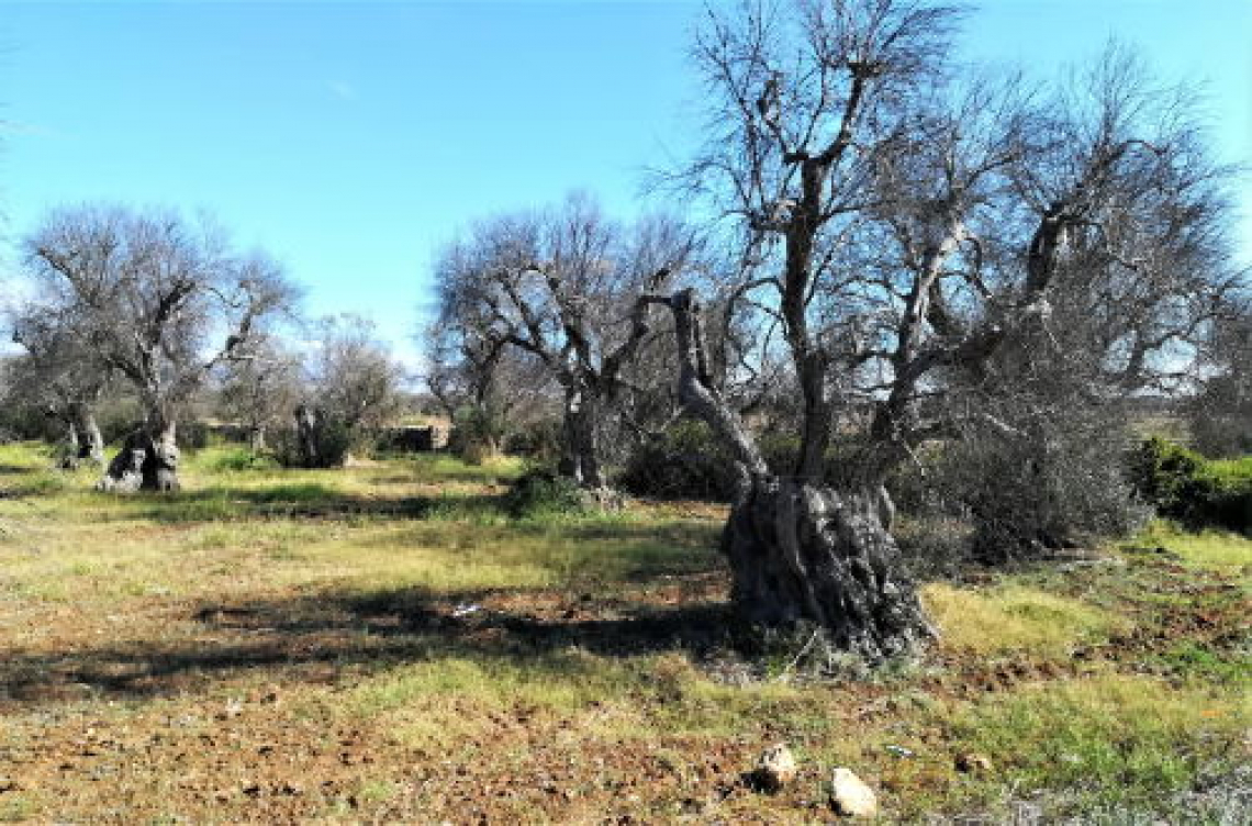 Anche a Castellana Grotte un olivo colpito da Xylella fastidiosa