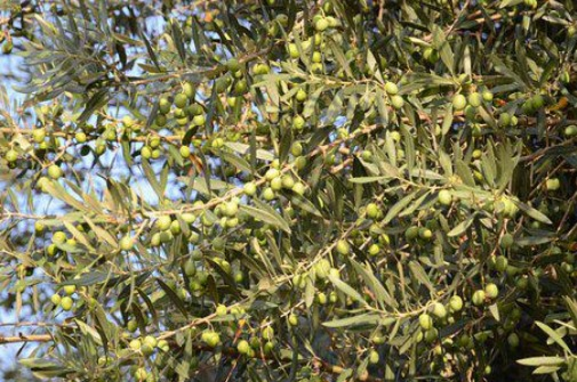 Aumentano i consumi di olio italiano ma diminuisce la produzione