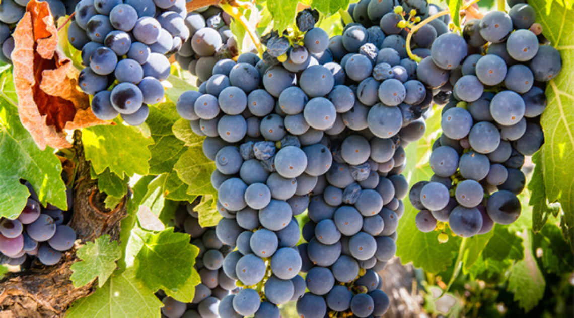 Vendemmia a cinque stelle in Sicilia: si chiude ad ottobre