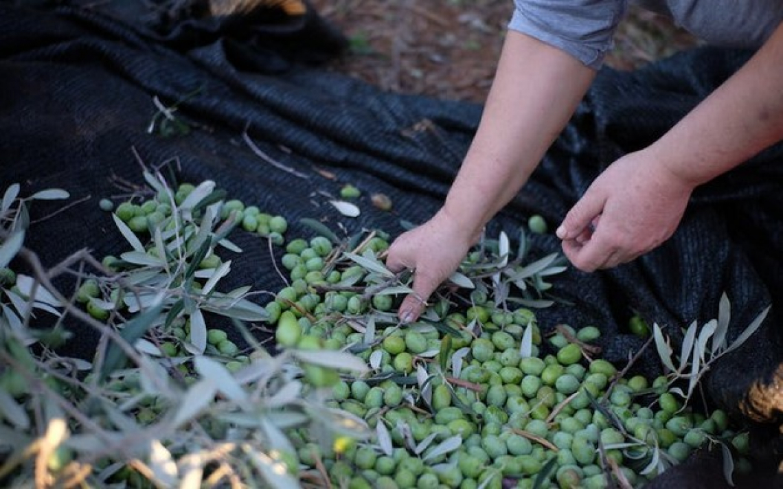 Un altro annus horribilis per l’olivicoltura italiana