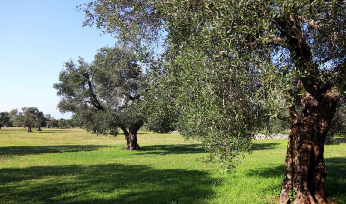 Mancano progetti per il rilancio dell'olivicoltura umbra