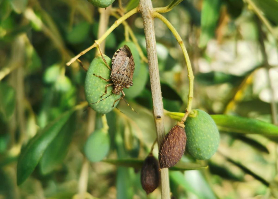 Gli effetti degli attacchi di cimice asiatica sulle olive