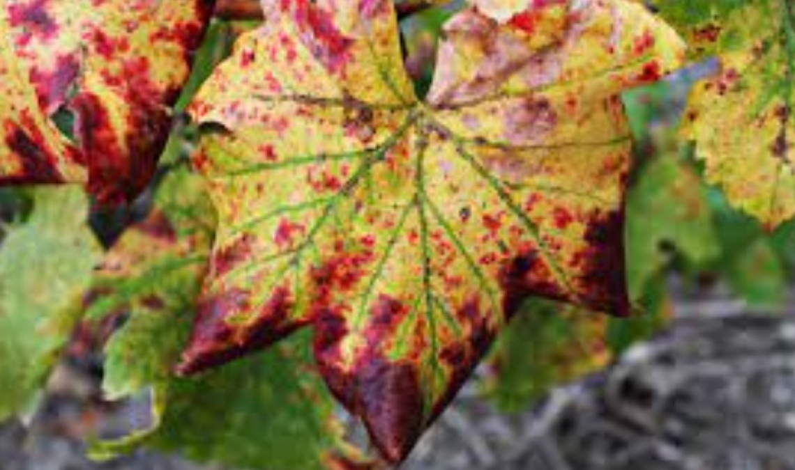 L’impatto della malattia delle macchie rosse della vite sulla qualità del vino