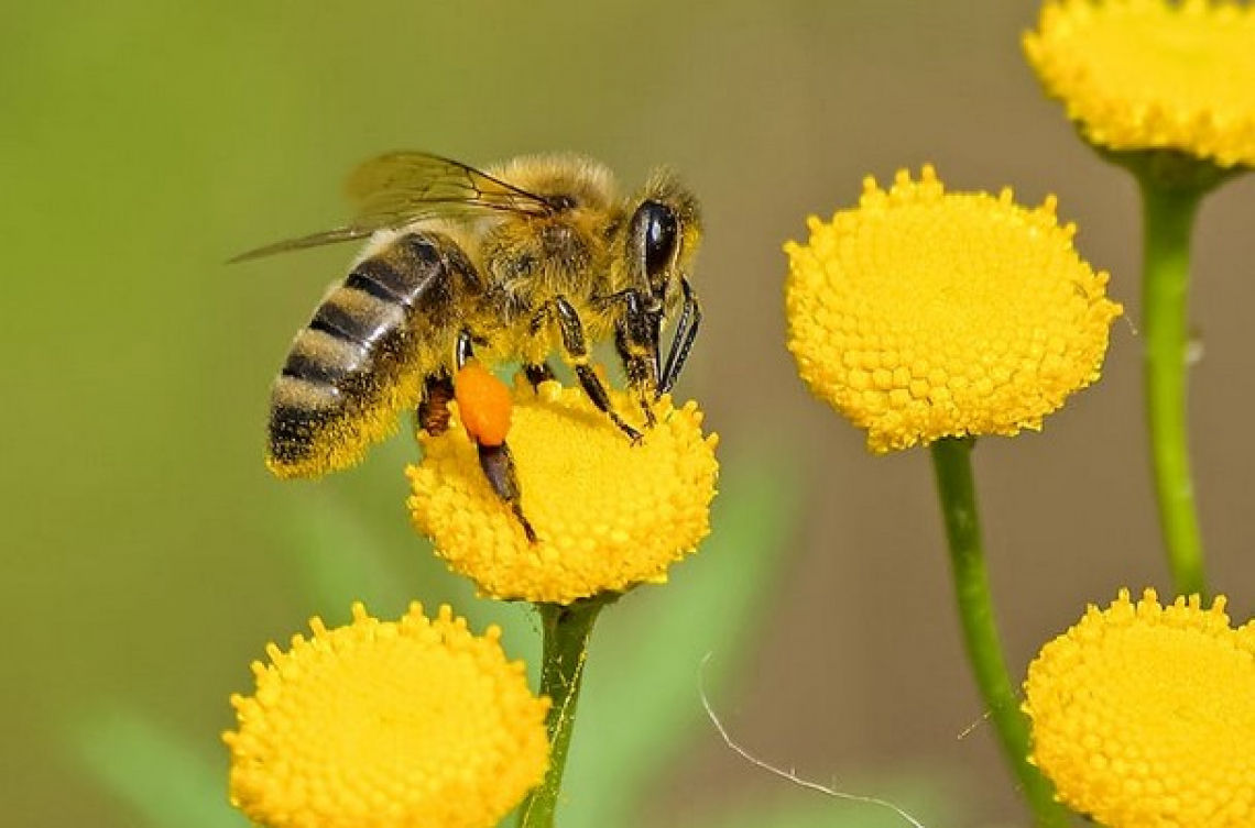 La guerra a difesa delle api tra Unione europea e resto del mondo