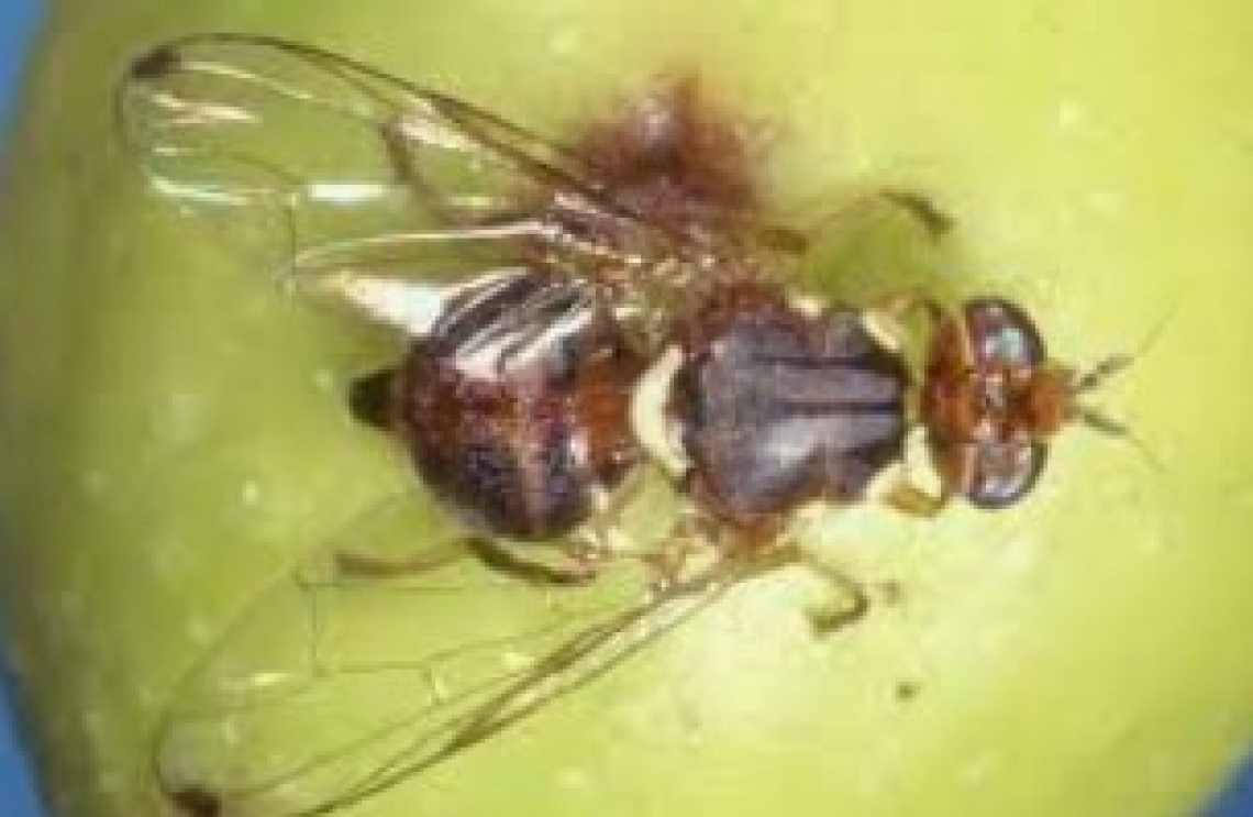 La gestione biologica aumenta la predazione sulle pupe di mosca delle olive in inverno