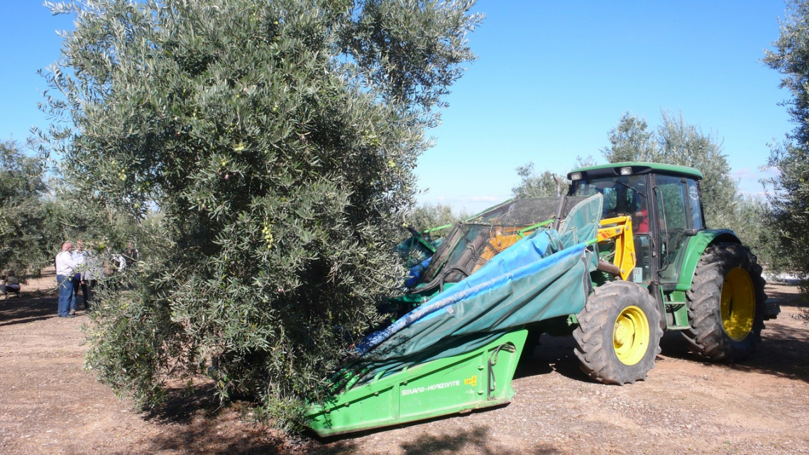 La raccolta delle olive costa da 0,2 a 5 euro per ogni chilo di olio prodotto