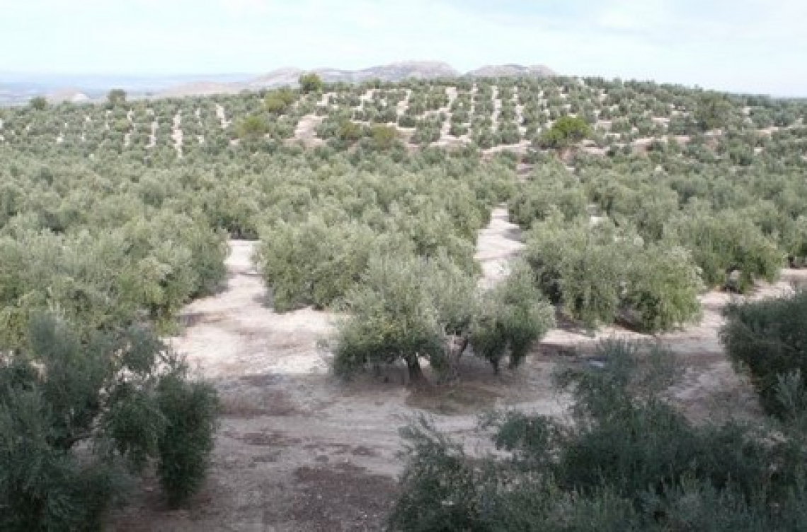 L’oliveto è capace di mantenere un’alta biodiversità, anche con una gestione agronomica intensiva