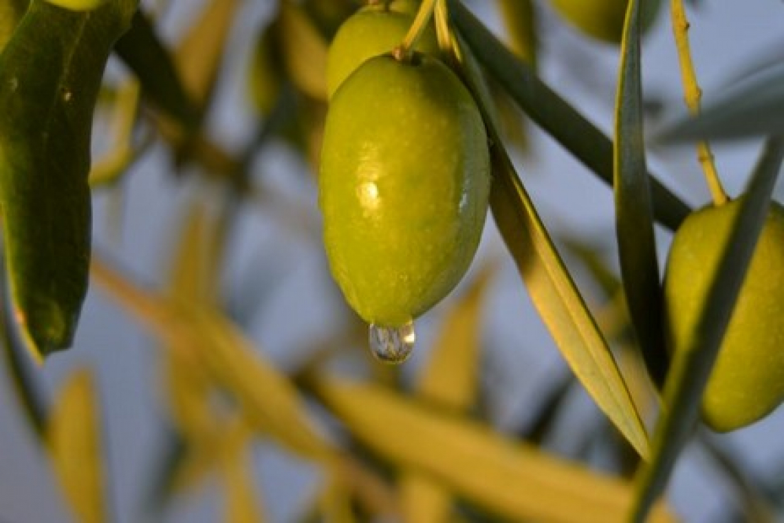 Ecco perché con la maturità delle olive cambiano i sentori dell’olio extra vergine di oliva