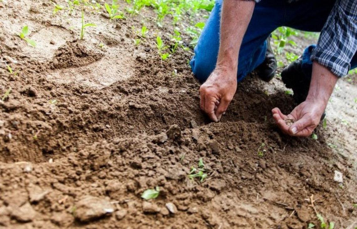 Per formare un centimetro di suolo fertile servono dai 100 ai 1.000 anni