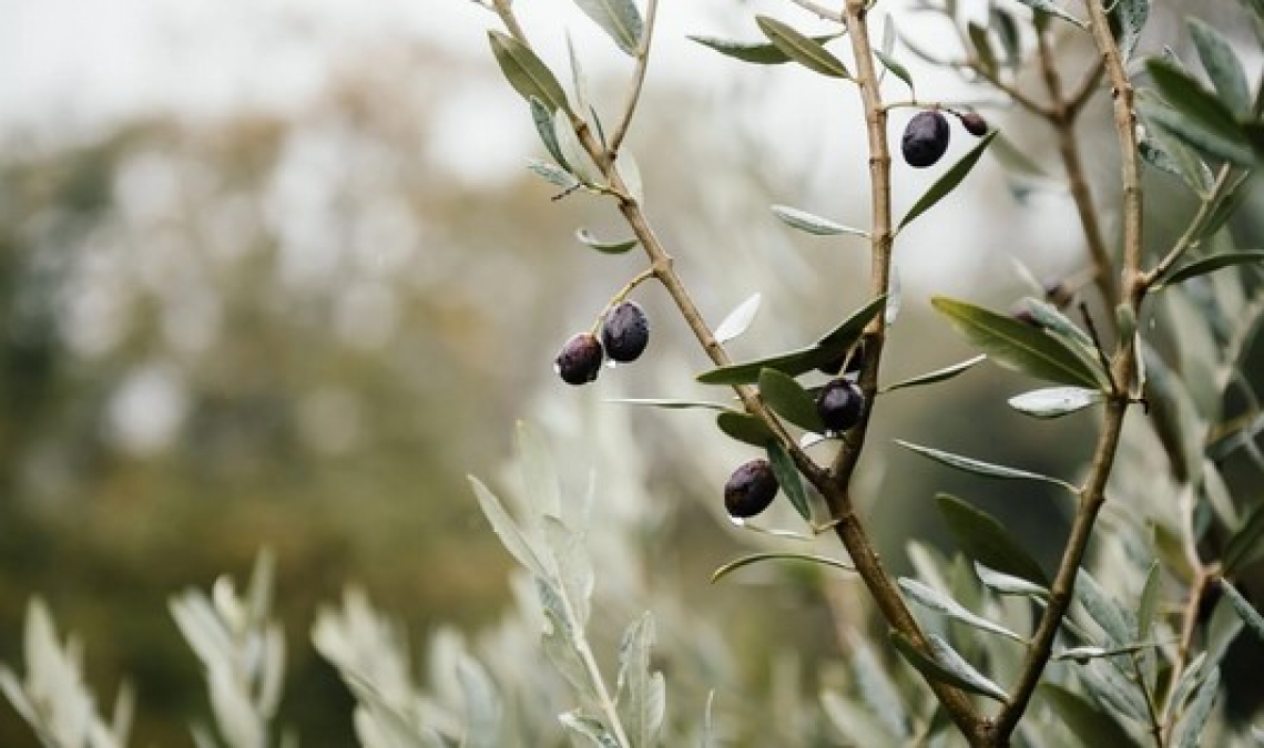 Il mercato delle olive è ancora fermo, perché?
