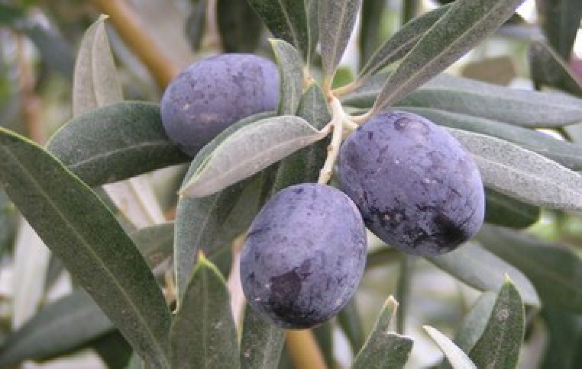 L’andamento del contenuto di fenoli e tannini nella buccia e nella polpa dell’oliva di Leccino