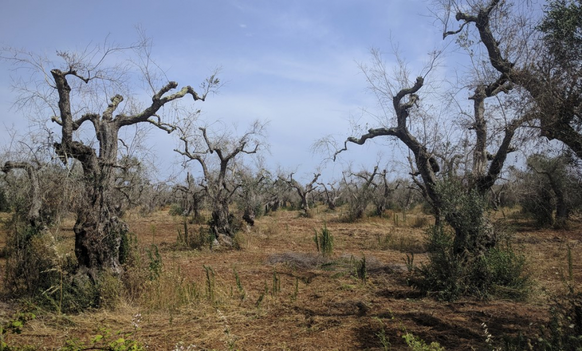 Xylella: erogati gli aiuti agli olivicoltori per 2018 e 2019