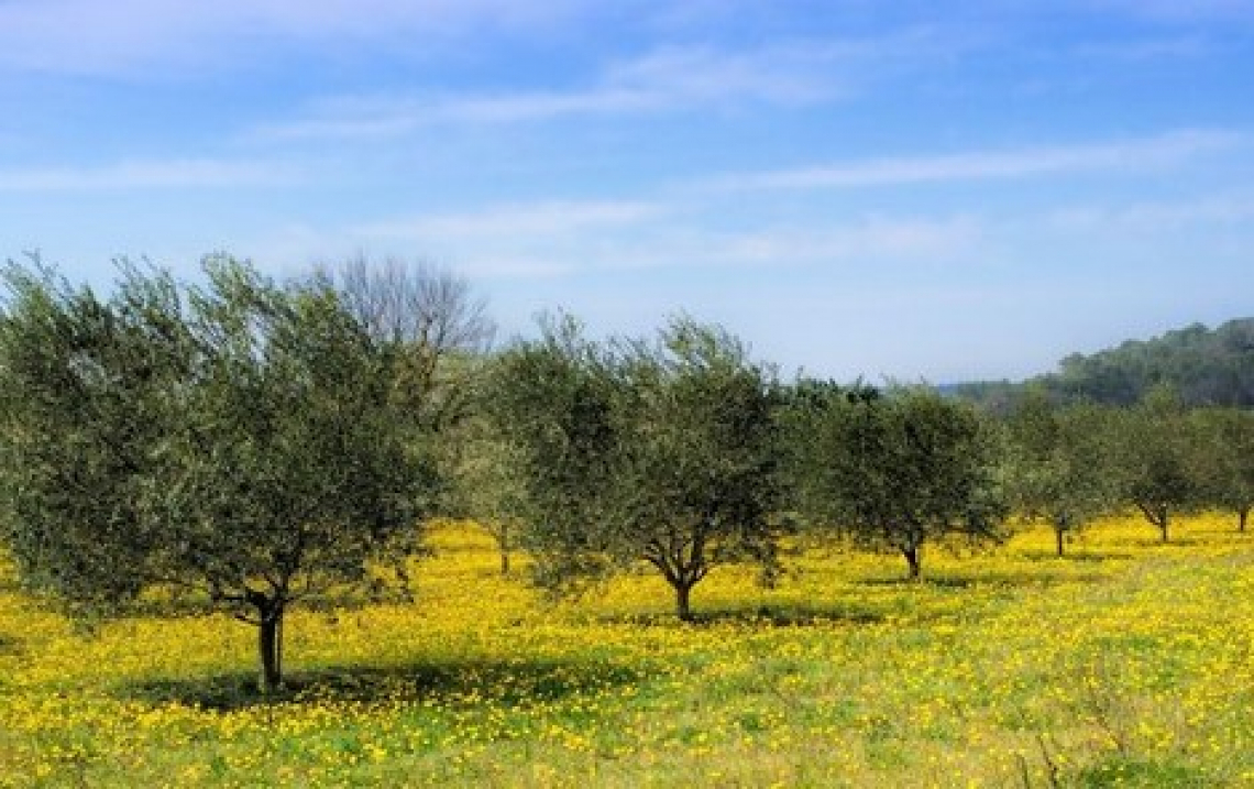 Il biochar può ridurre il fabbisogno irriguo e mantenere le produttività degli olivi