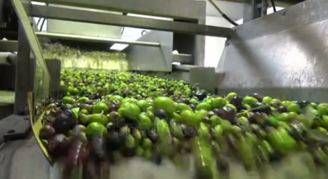 L’influenza del lavaggio delle drupe sulla qualità dell’olio extra vergine di oliva