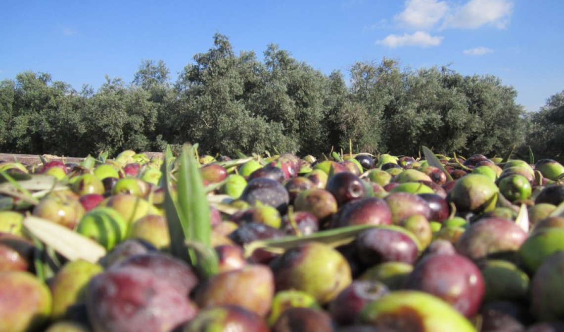 I costi e la produttività della raccolta meccanica delle olive su piante secolari