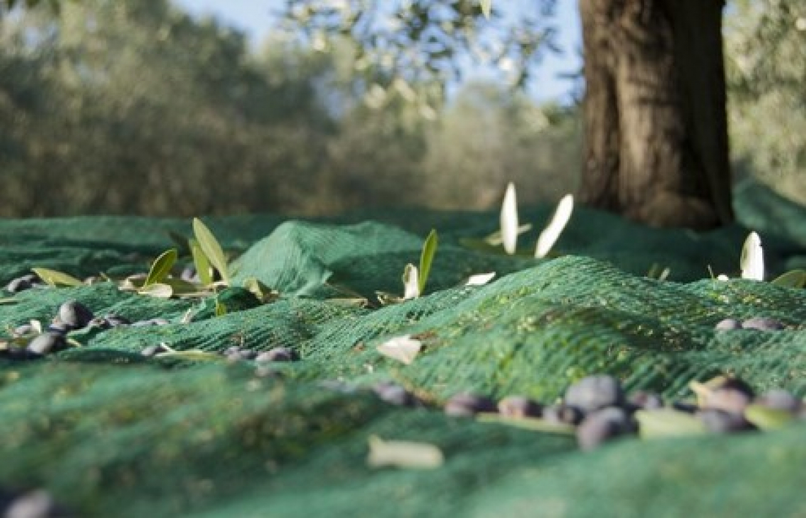 Esiste ancora la tipicità nel mondo dell'olio extra vergine di oliva?