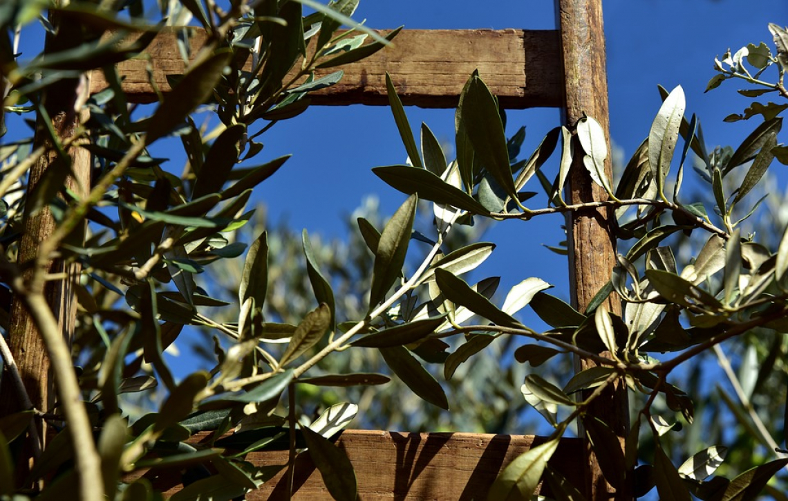 L'olivo salva l'uomo dai cambiamenti climatici