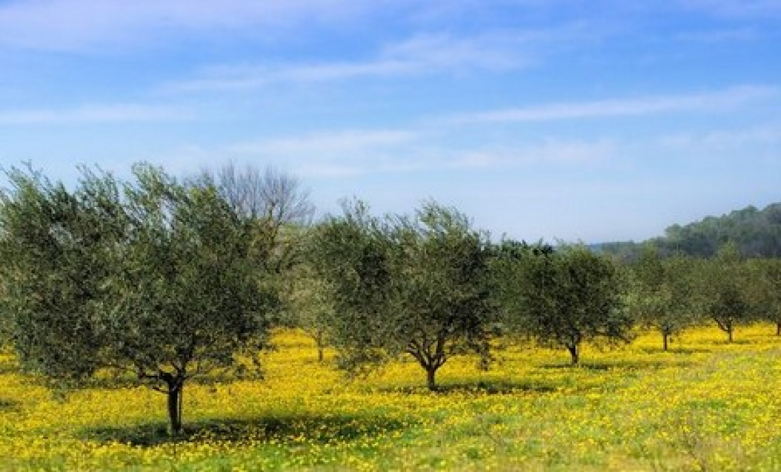 Più infiltrazione di acqua nel suolo grazie all’inerbimento dell’oliveto