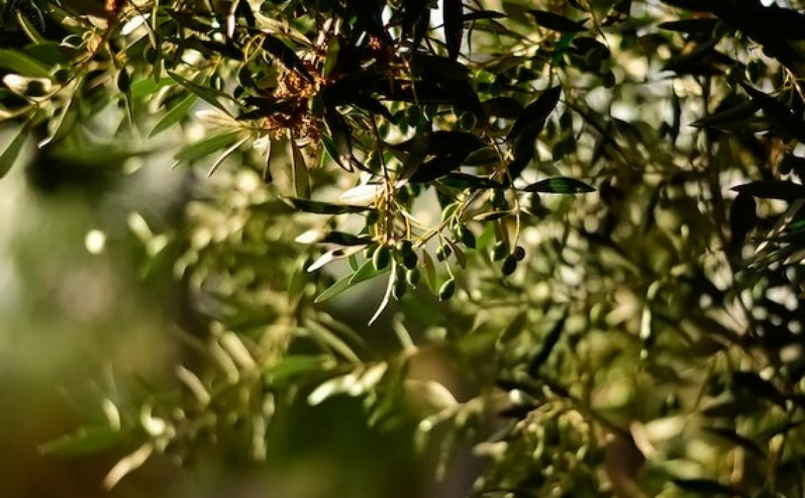 L’effetto dell’ombreggiamento sulla capacità fotosintetica e la produttività dell’olivo
