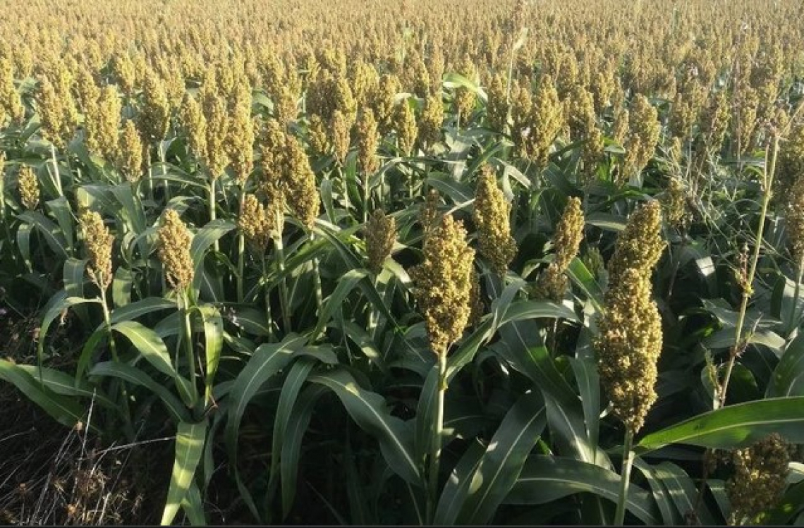 Meglio miscanto e sorgo di avena e segale come colture bioenergetiche