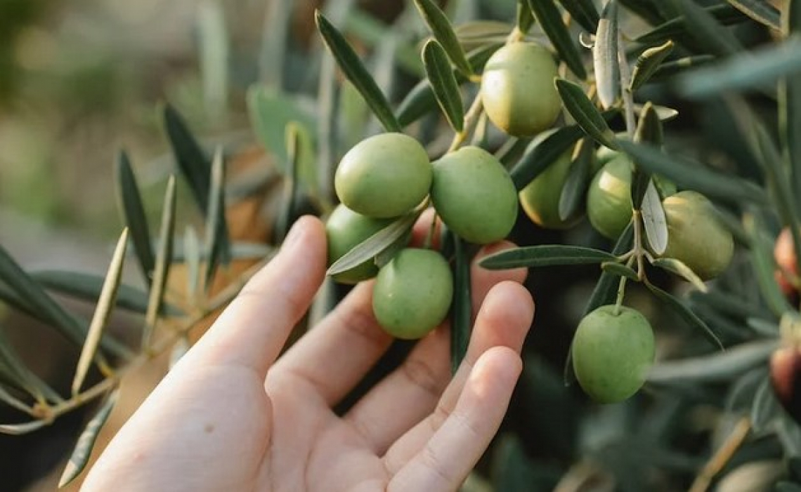 L’influenza di temperatura e tempo di conservazione sul contenuto in olio delle olive