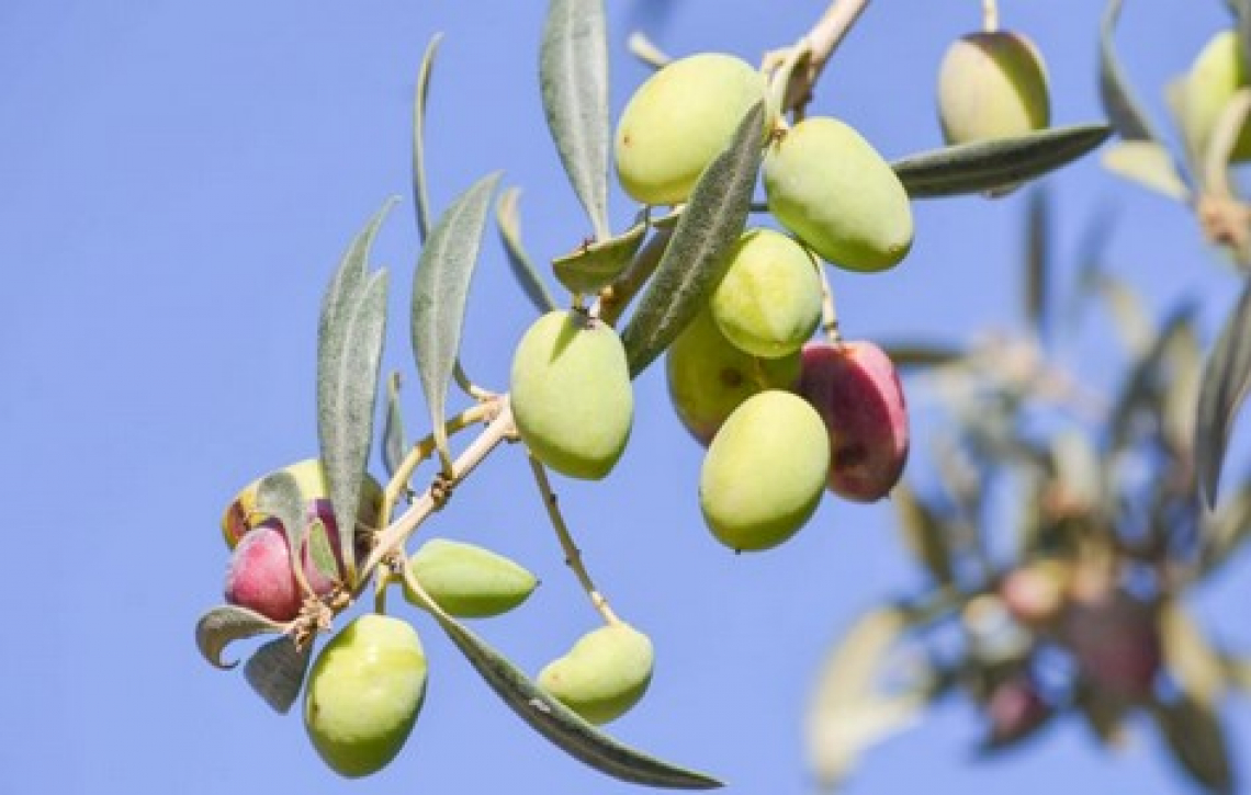 L'intensità del fruttato dell’olio extra vergine di oliva è stata associata alla formazione di 3-esanolo
