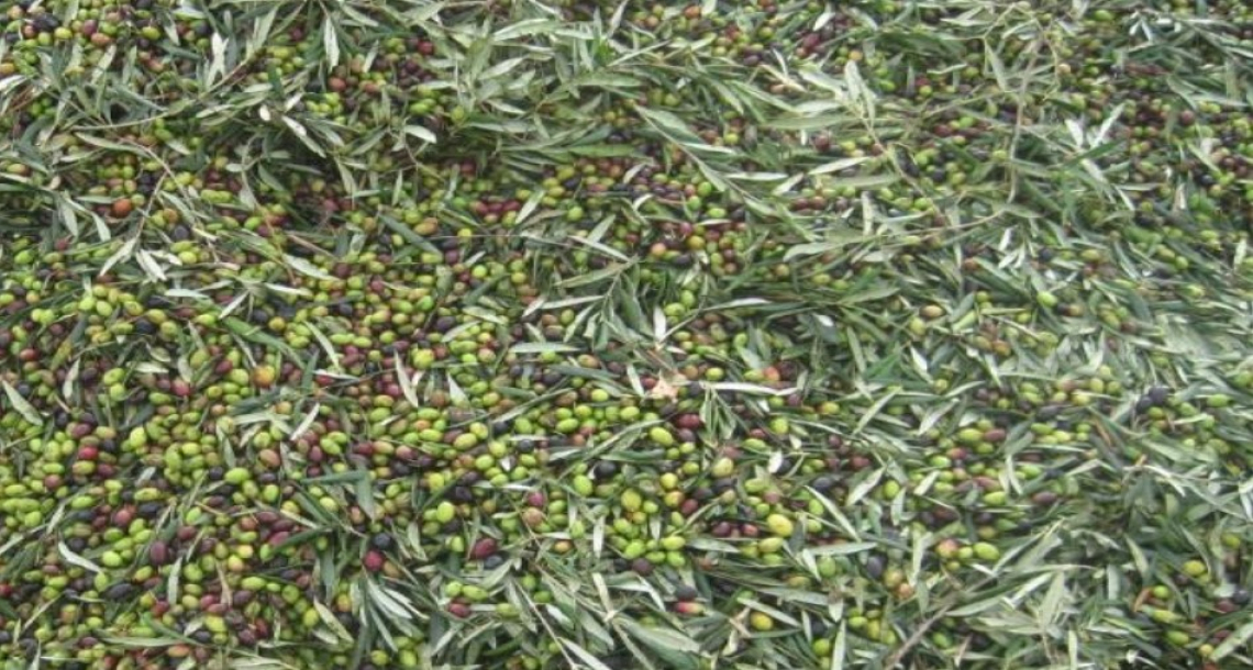 La defogliazione influisce sulle caratteristiche dell’olio extra vergine di oliva