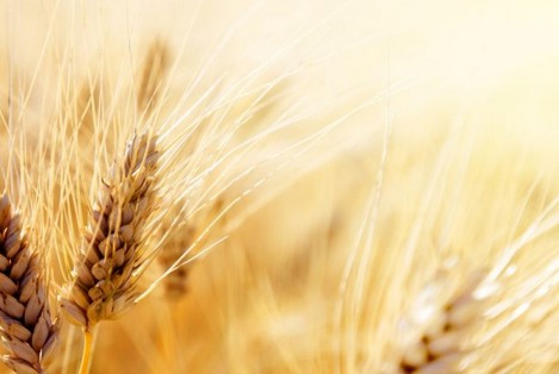 Più ettari coltivati ma diminusce la produzione di grano duro italiano