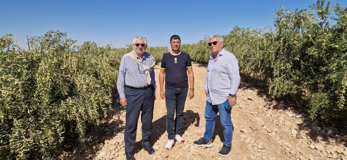 Accordi in Tunisia per Italia Olivicola: obiettivo valorizzare l'olio di qualità