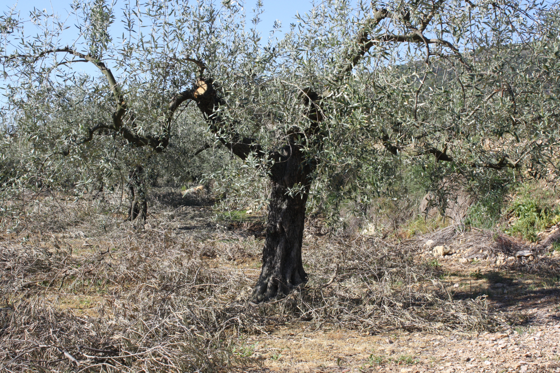 L’effetto di intensità di potatura e turno sulla produttività dell’olivo