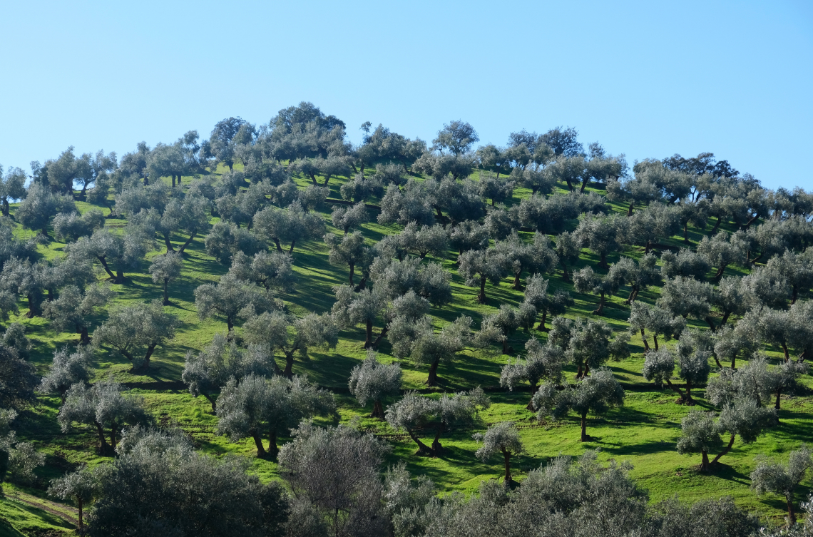Le buone pratiche agricole che consentono aumenti della produttività dell’olivo anche in anni di siccità