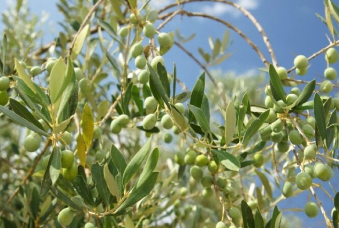 La biodiversità italiana per gli oliveti intensivi e superintensivi del futuro