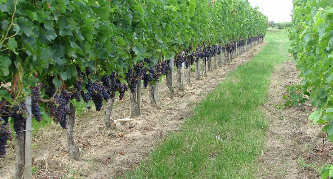 Anticipare la potatura delle viti Merlot alla fine della vendemmia