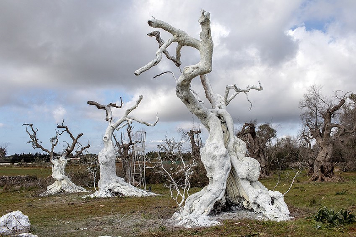Gli olivi uccisi da Xylella diventano un museo a cielo aperto