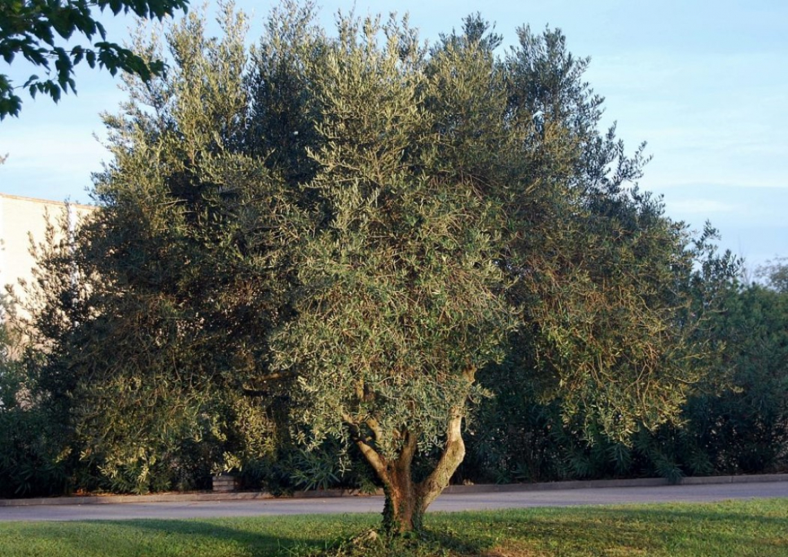 Anche a Saragozza il Giardino della Pace con gli olivi del mondo