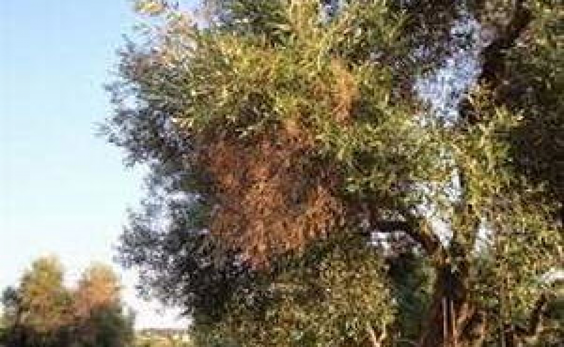 25 milioni per estirpare gli olivi affetti da Xylella e piantare mandorli e altri alberi da frutto
