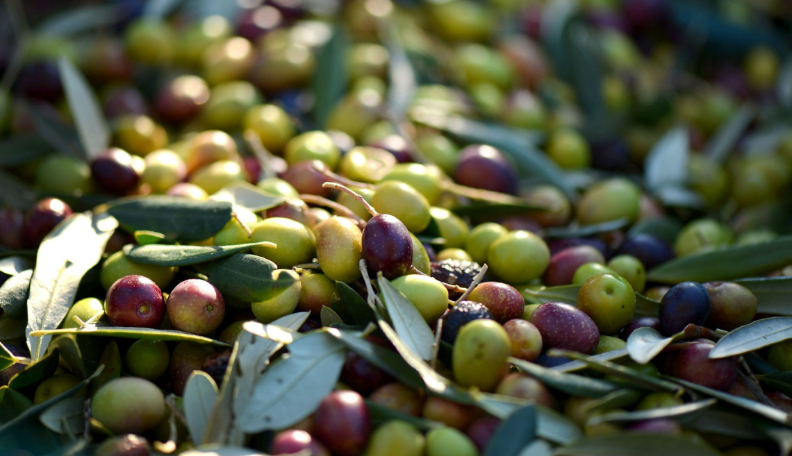 L’influenza di diversi livelli di infestazione della mosca delle olive sulla qualità dell’olio e nel tempo