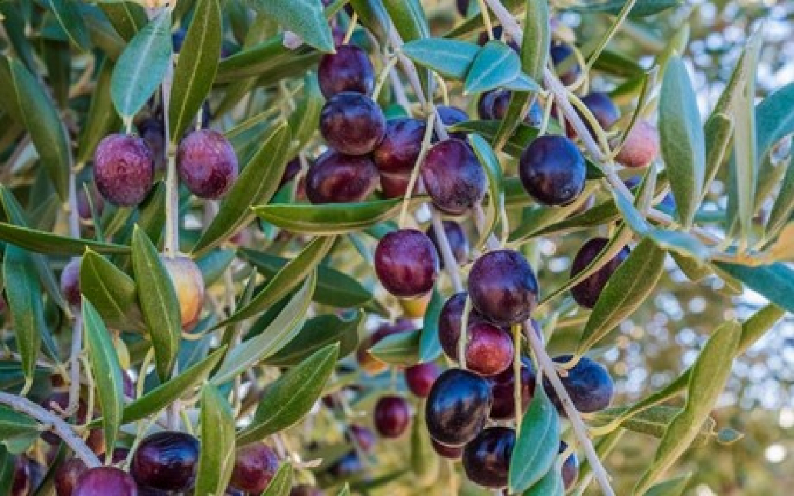 Raccogliere le olive di notte migliora la qualità dell’olio extra vergine di oliva