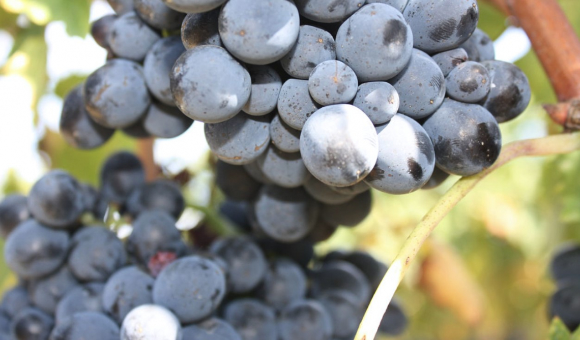 Stress idrico e forma di allevamento influiscono sui parametri di resa del Sangiovese