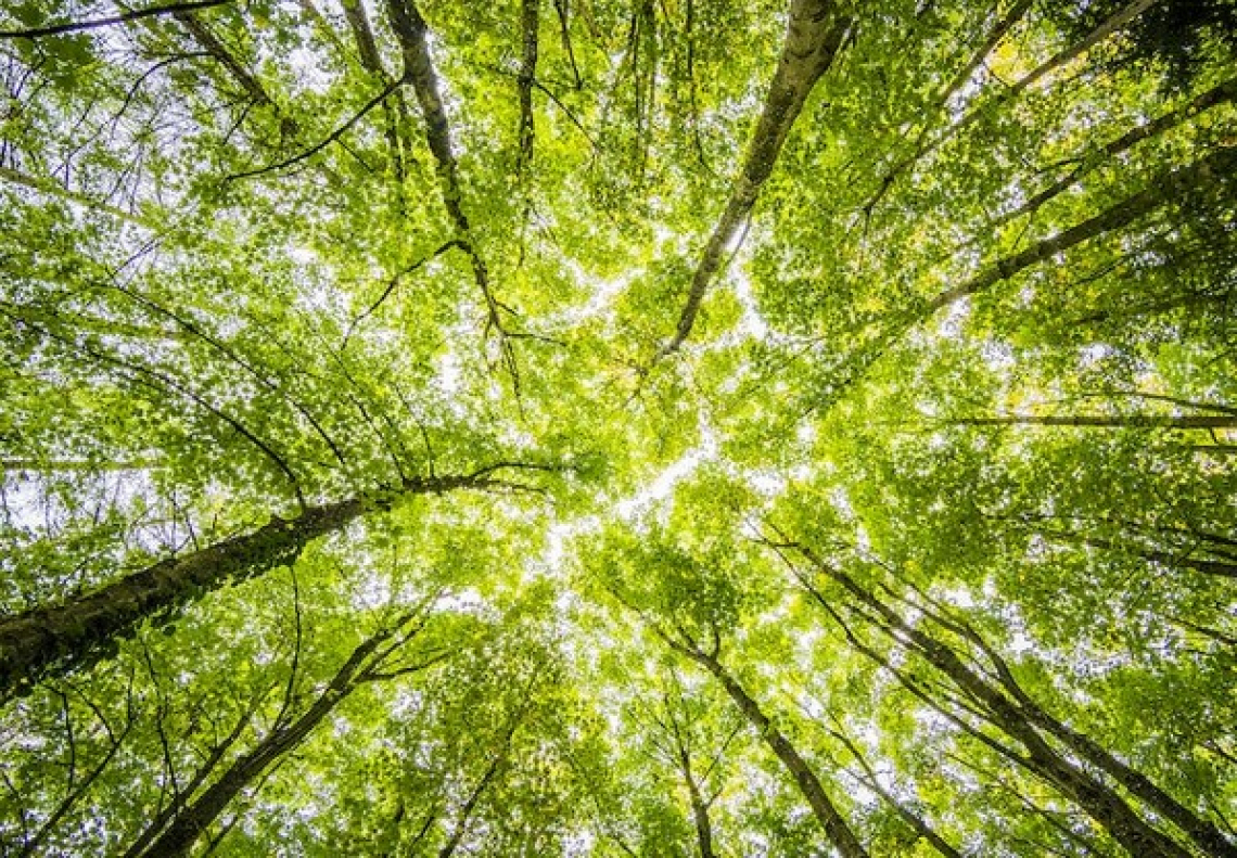 Un aiuto contro il cambiamento climatico da una corretta gestione forestale