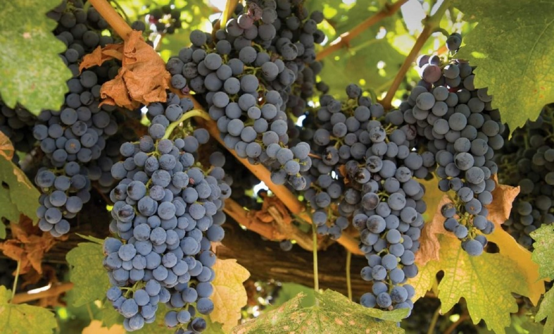 Il Merlot si difende meglio del Pinot nero dalle alte temperare e cambiamento climatico