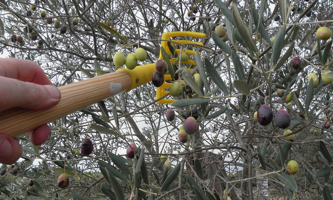 Gli abbacchiatori di raccolta delle olive attivano la via della lipossigenasi, responsabile della produzione delle note fruttate dell'olio di oliva