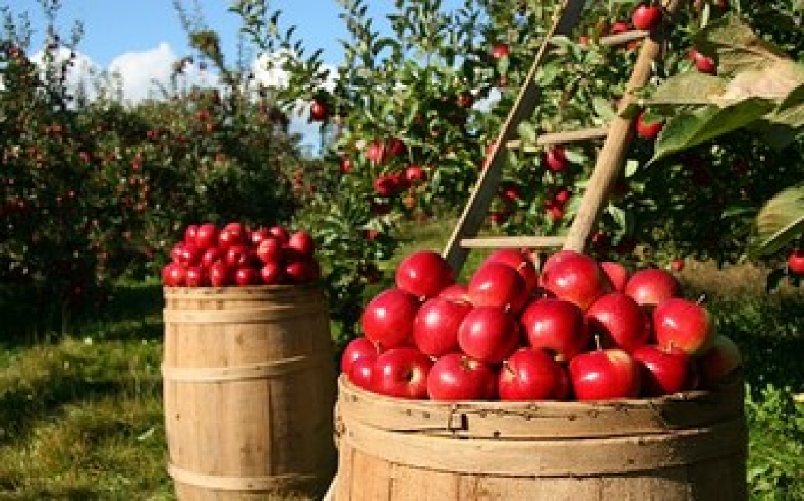 Cominciano a stabilizzarsi i prezzi dei prodotti e servizi per l'agricoltura