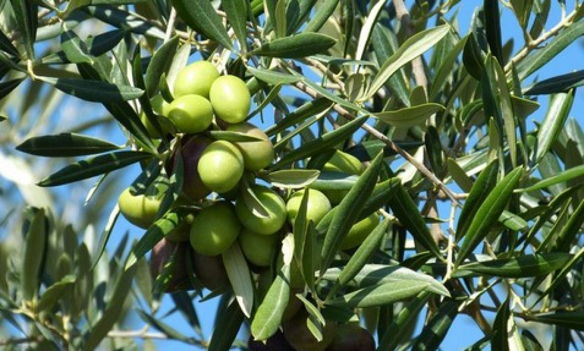 L’intensificazione olivicola è nemica della produttività